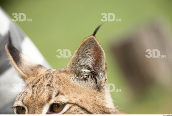 Ear Bobcat