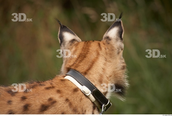 Head Bobcat