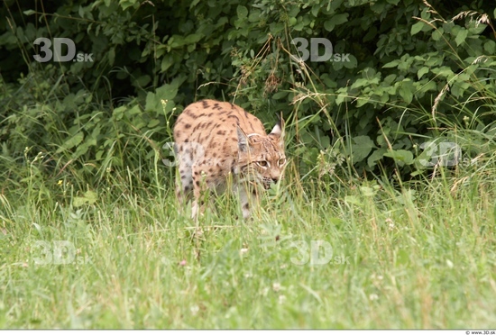 Whole Body Bobcat