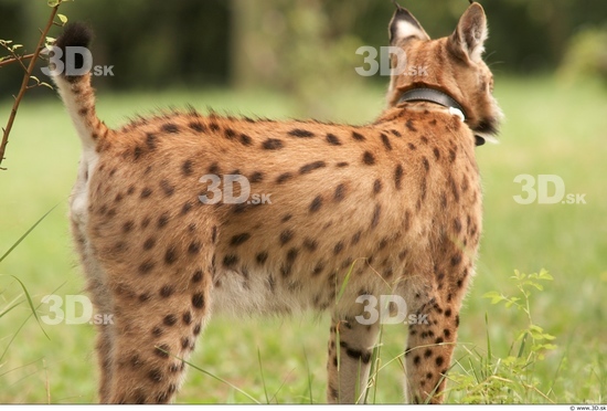 Upper Body Bobcat