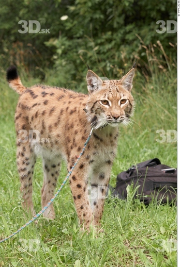 Whole Body Bobcat