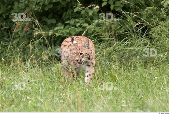 Whole Body Bobcat