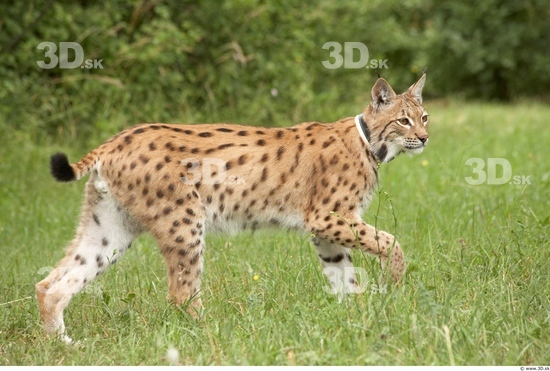 Whole Body Bobcat