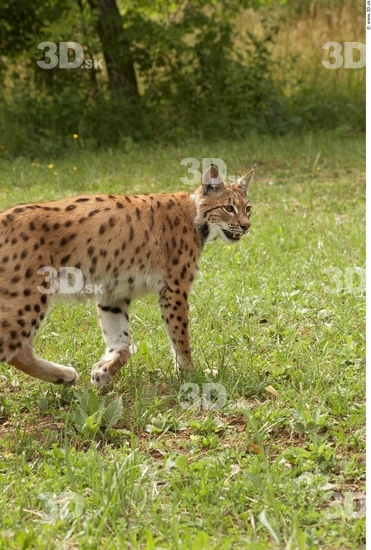 Upper Body Bobcat