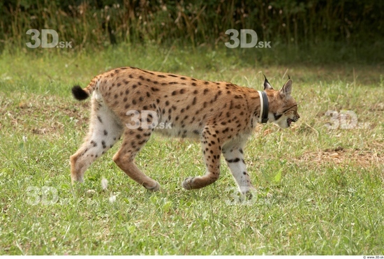 Whole Body Bobcat