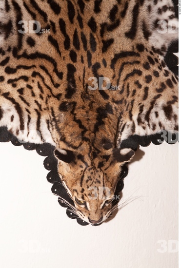 Skin Ocelot