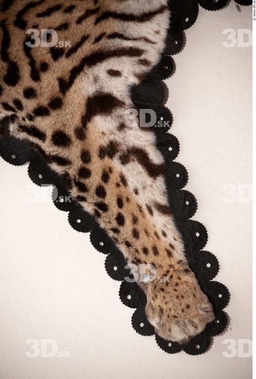 Skin Ocelot