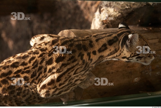 Whole Body Ocelot