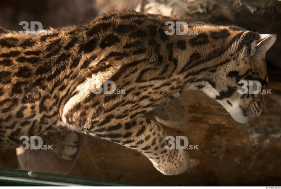 Upper Body Ocelot