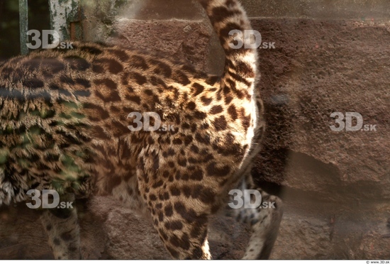 Upper Body Ocelot