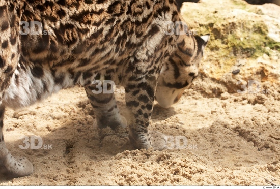 Leg Ocelot