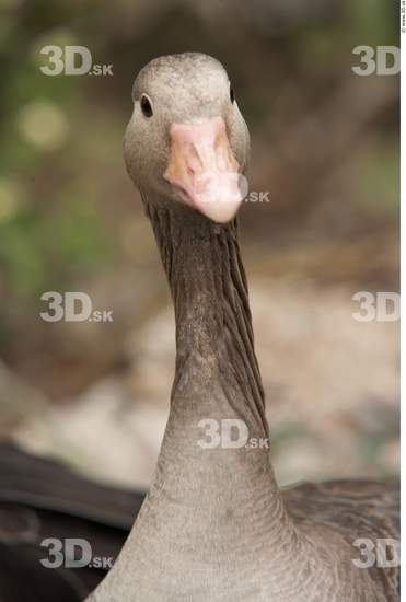 Head Goose