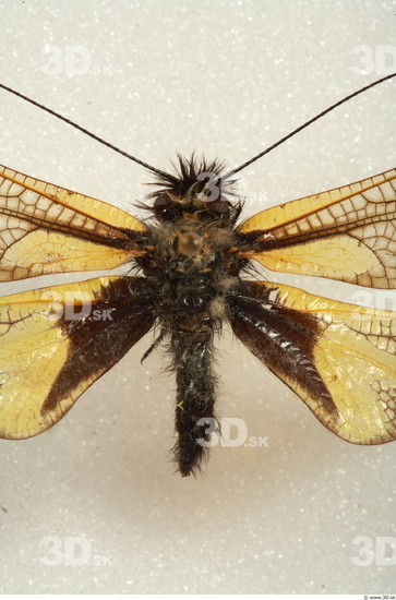 Upper Body Insect