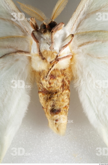 Upper Body Insect