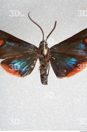 Upper Body Insect