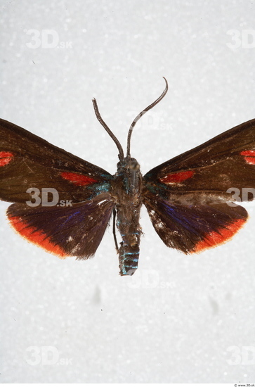 Upper Body Insect