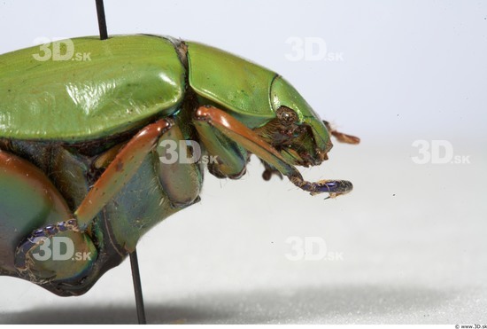 Upper Body Insect