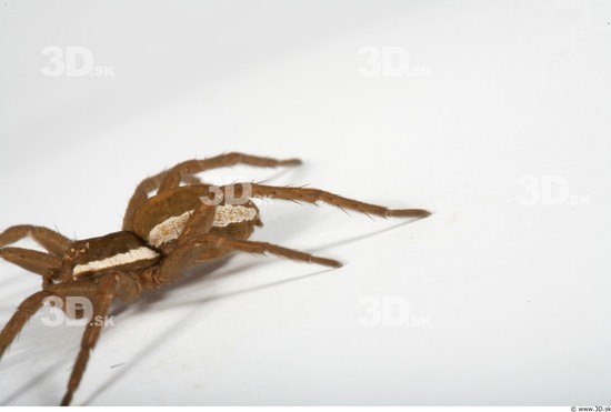 Leg Spider