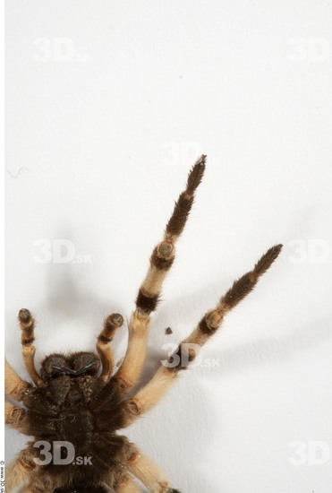 Leg Spider