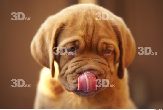 Tongue Dog