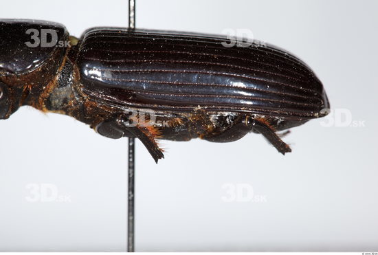 Bottom Beetle