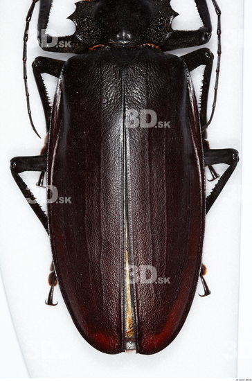 Bottom Beetle