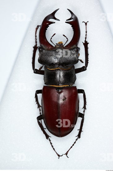 Whole Body Beetle