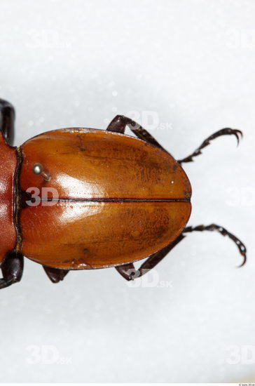 Bottom Beetle