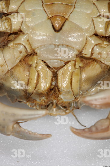 Bottom Crab