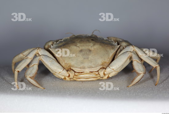 Whole Body Crab