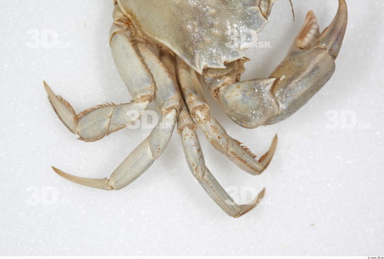 Leg Crab