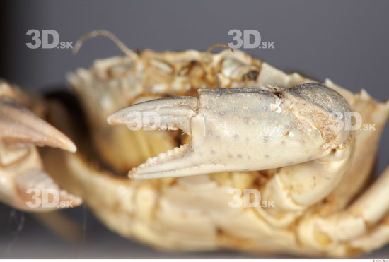 Hand Crab