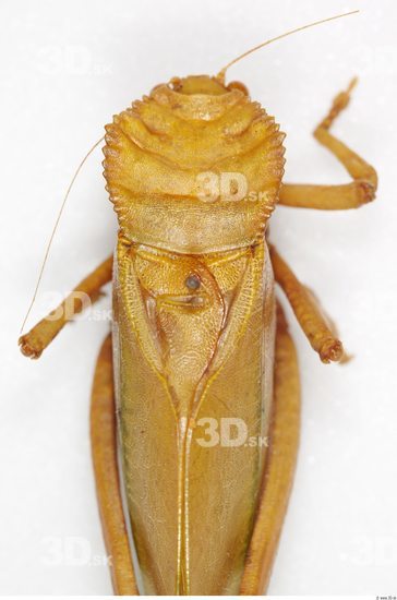 Upper Body Grasshopper