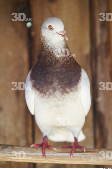 Whole Body Pigeon