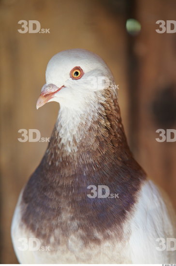 Upper Body Pigeon