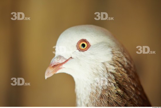 Head Pigeon