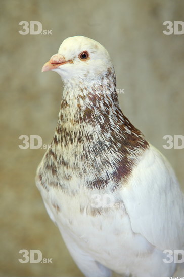 Upper Body Pigeon