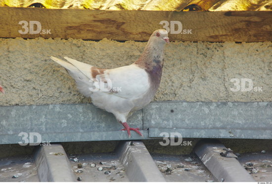 Whole Body Pigeon