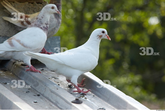 Whole Body Pigeon