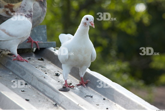 Whole Body Pigeon