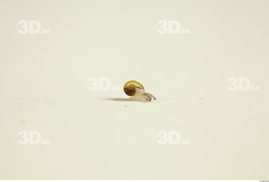 Whole Body Snail