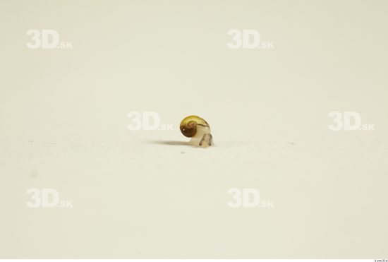 Whole Body Snail