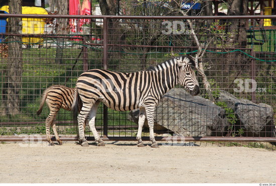 Whole Body Zebra