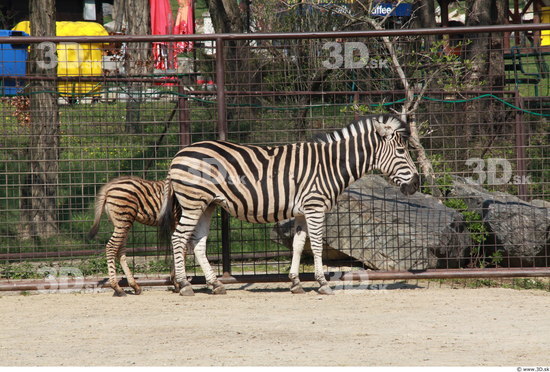 Whole Body Zebra