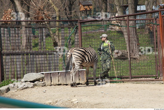 Whole Body Zebra