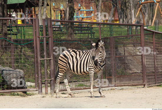 Whole Body Zebra