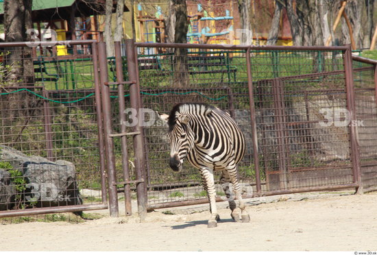 Whole Body Zebra