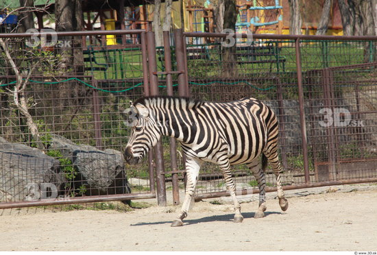 Whole Body Zebra