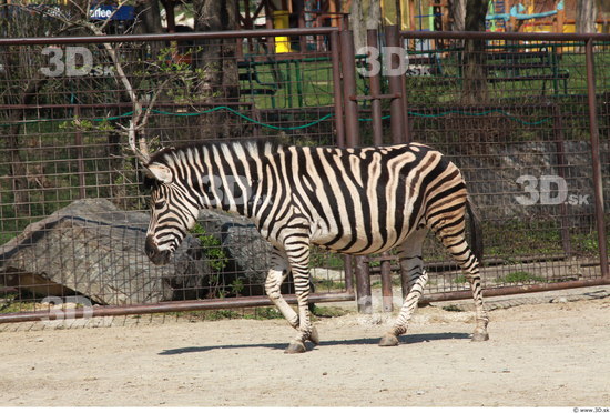 Whole Body Zebra