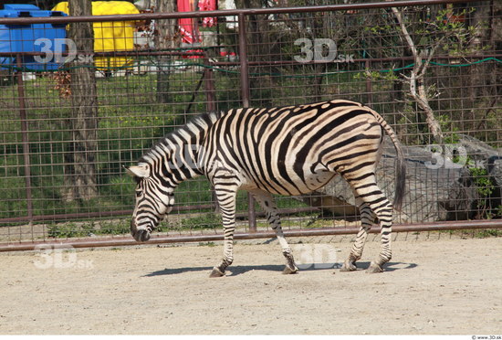 Whole Body Zebra